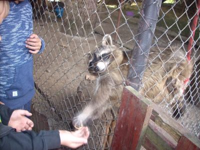 ŠD v MINI ZOO